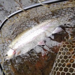 大安トラウトレイク 釣果